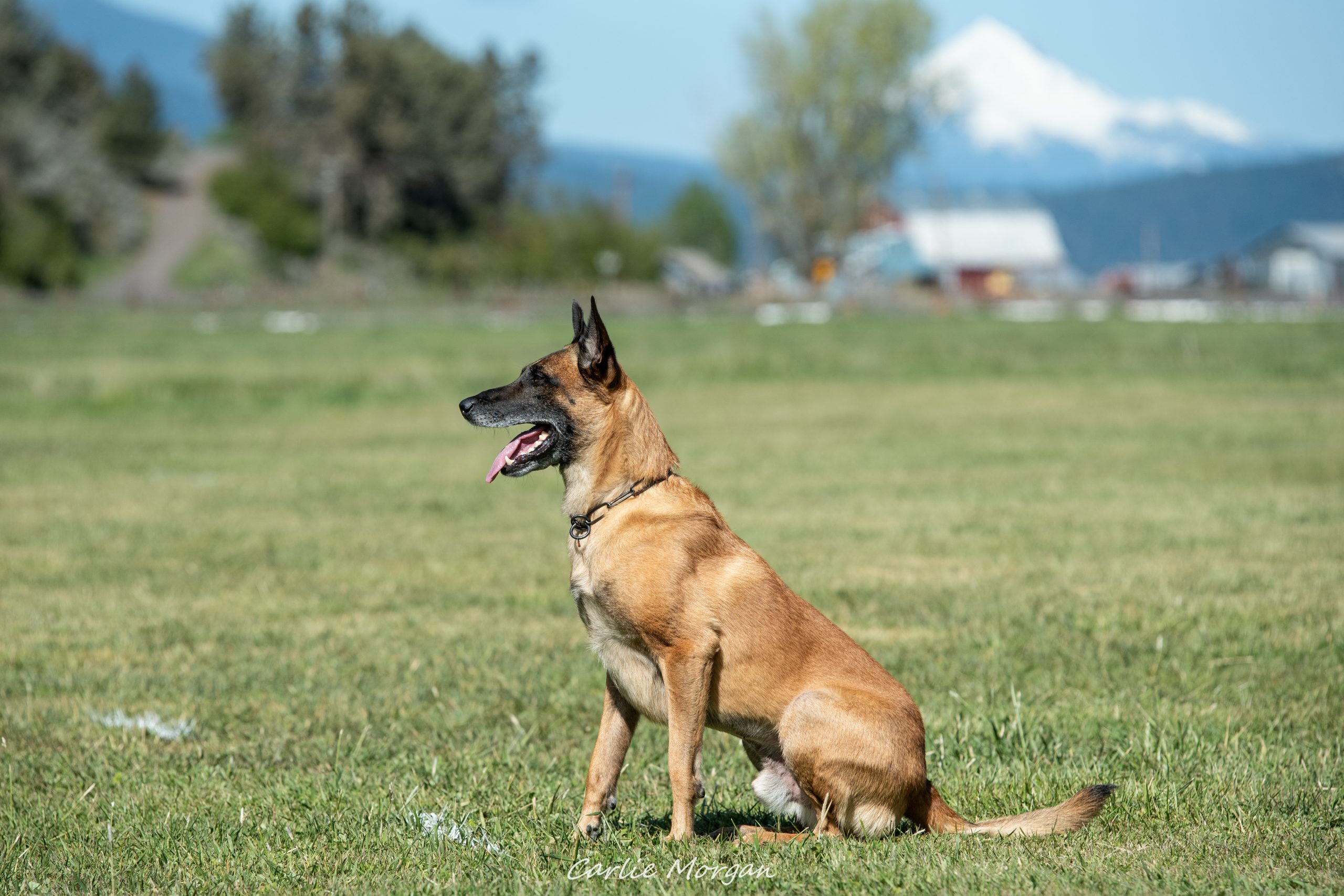Belgian malinois