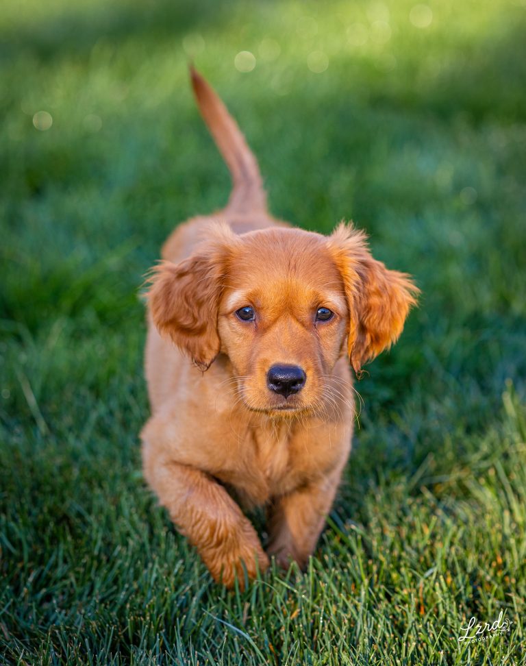 Golden retriever puppy
